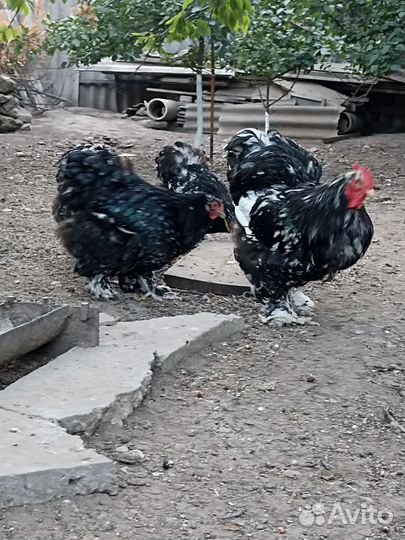Брама, Кохинхин