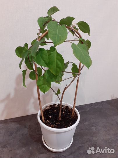 Бугенвиллия взрослая