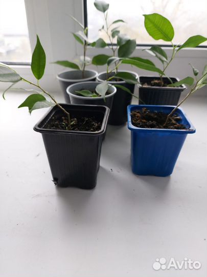 Фикус бенджамина Наташа