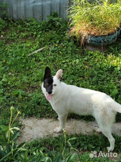 Умная собачка до года