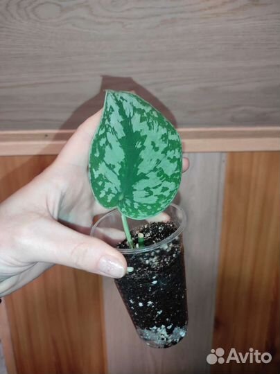 Эпипремнум хэппи лиф, Марбл Квин, Пиннантум Вайт