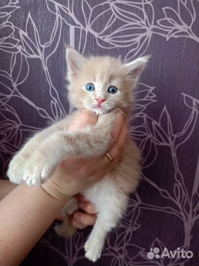 Малыши 1 мес