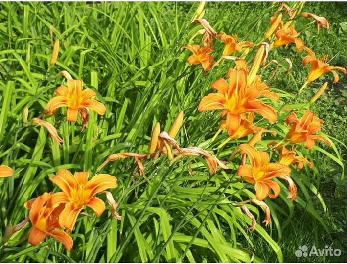 Лилейник, лук суворова, форзиция, ирис бородатый