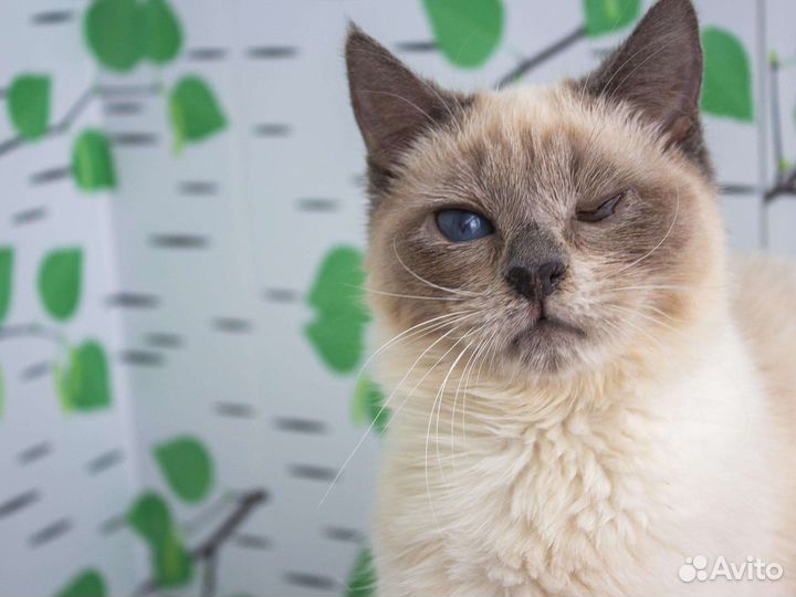 Особенные кошечки