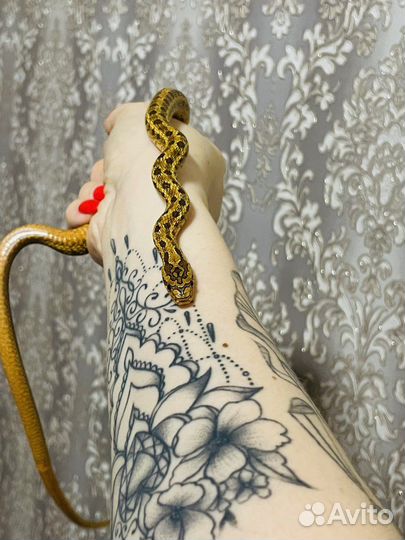 Безумный Макс. Змея - узорчатый полоз