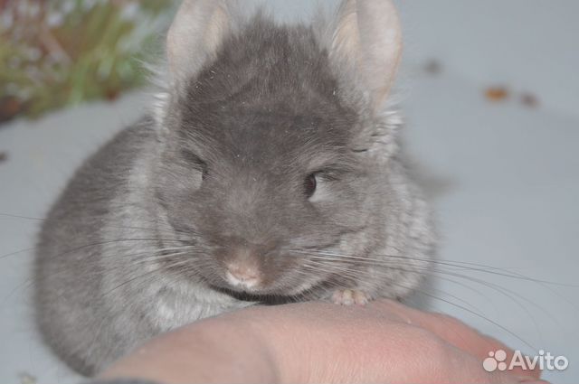 Шиншиллы - есть девочка, мальчик