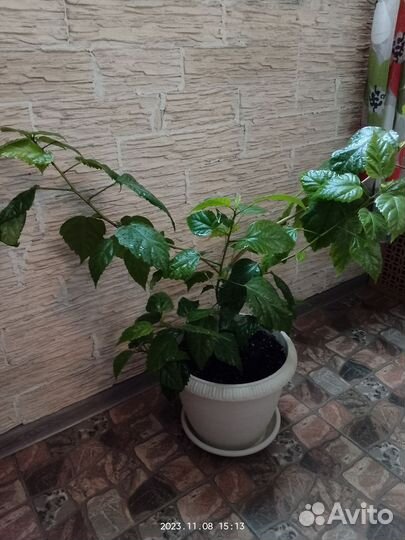 Гибискус китайская роза