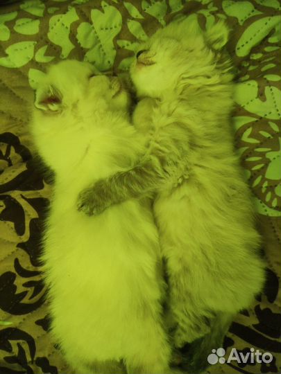 Продам котёнка породы хайленд фолд