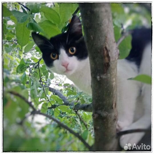 Котик Кузя ищет дом