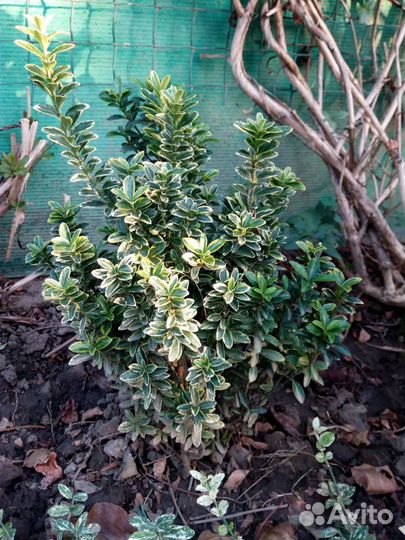 Бересклеты