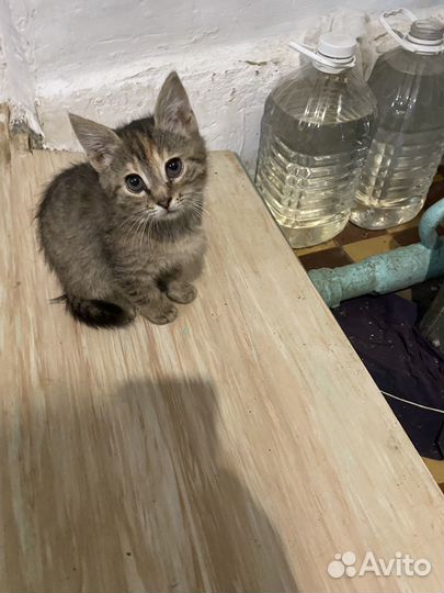 Котята в добрые руки бесплатно