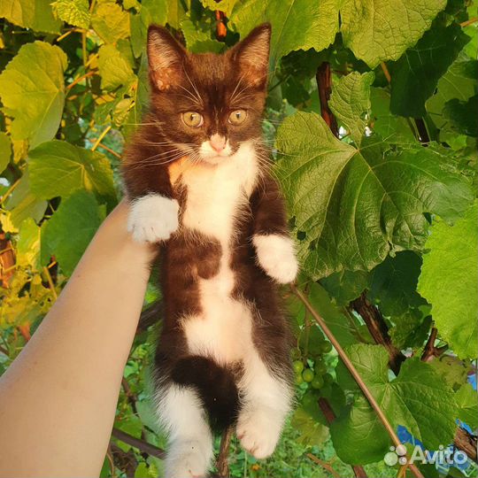 Котенок в дар