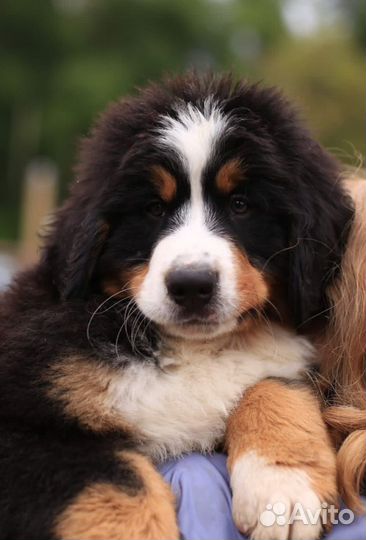 Щенки берна