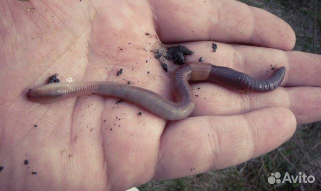 Червь навозный,выползки (опт и розница)
