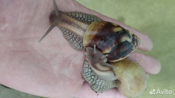 Улитки ахатин