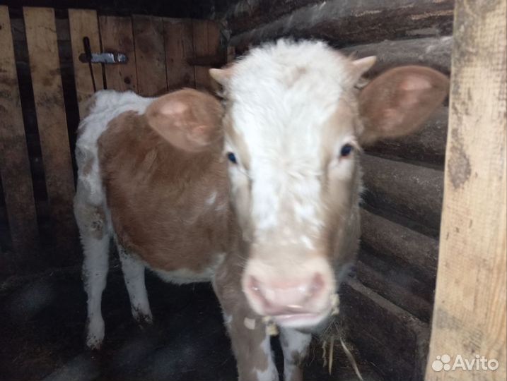 Телята бычки