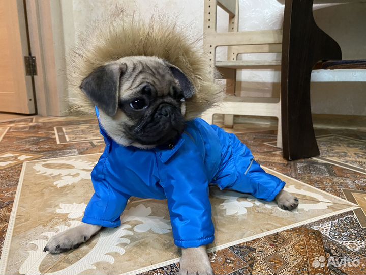 Девчонка мопсик