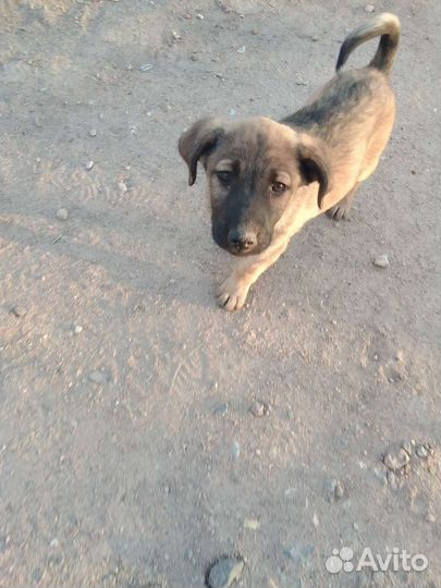 Собака в добрые руки отдам бесплатно