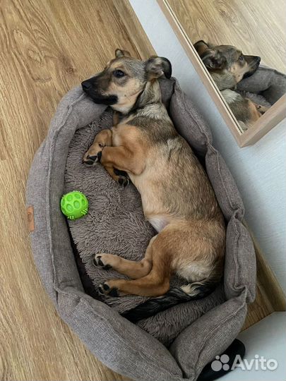 Прелестный щенок девочка