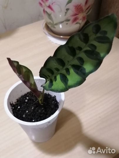 Калатея лансифолия