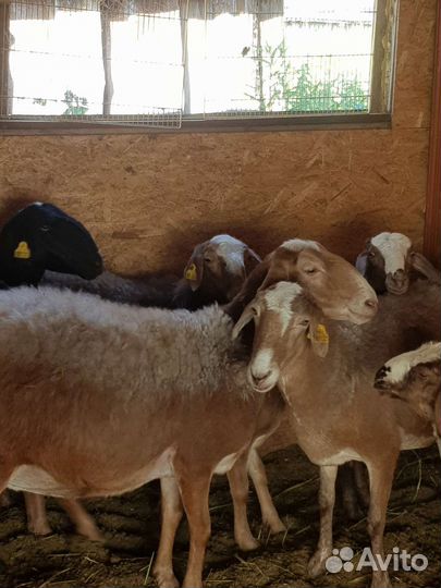 Курдючные бараны овцы