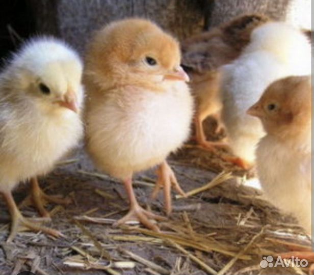 Цыплята