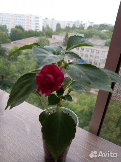 Бальзамин махровый