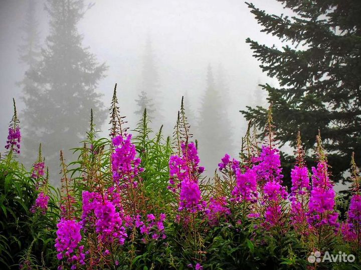 Иван чай 1 килограмм 2023 отзывы, выверенный