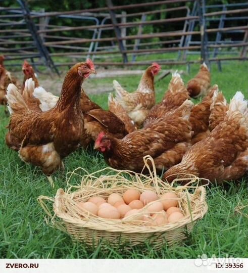 Куры молодки
