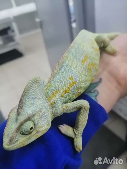 Передержка животных