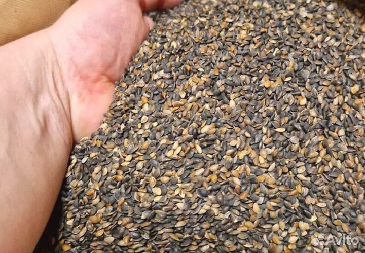 Семена / Ель обыкновенная