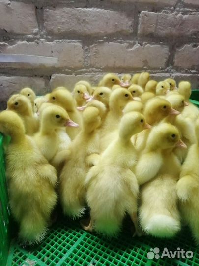 Цыплята, утята, гусята, индюшата