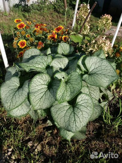 Бруннера. Медуница.Гейхера