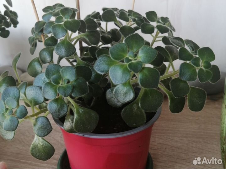 Аихризон (Дерево Любви)