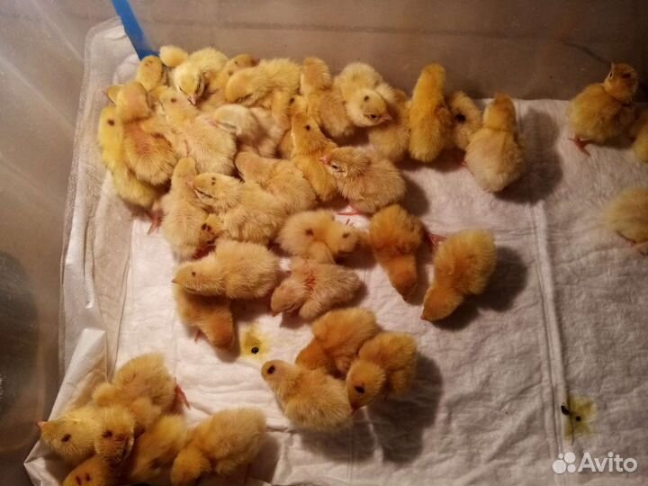 Цыпленок и перепелята