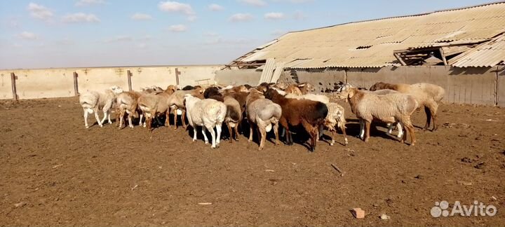 Бараны на племя
