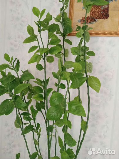 Педилантус