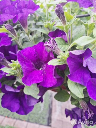 Рассада цветов оптом и в розницу