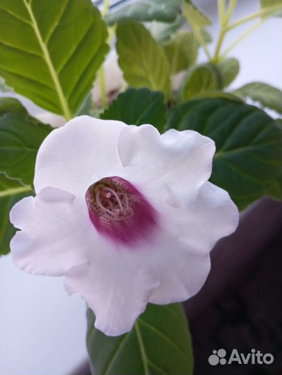 Глоксиния цветущая