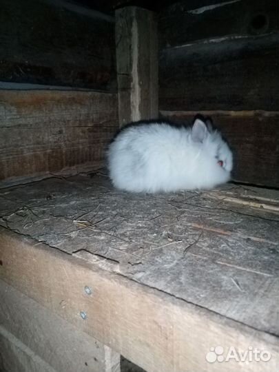 Декоративные кролики