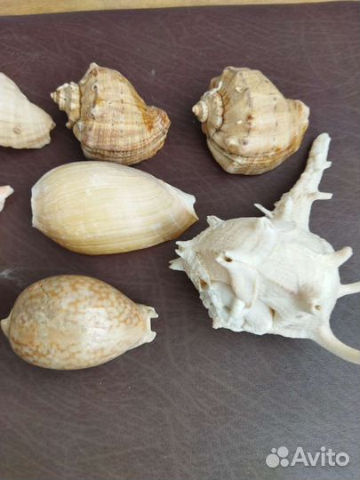 Морские ракушки раковины набор для декора