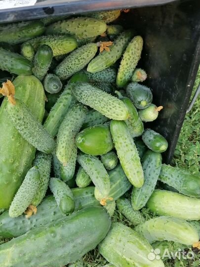 Огурцы свежие домашние