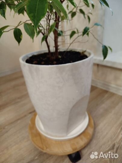 Фикус бенджамина пестролистный