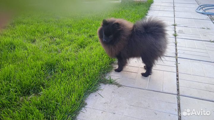 Немецкий шпиц мальчик кобель