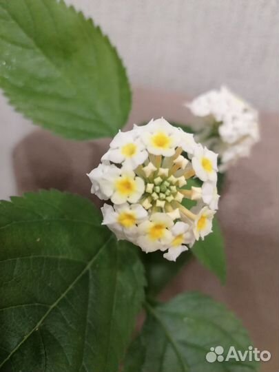 Лантана черенки