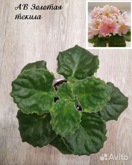 Детки сортовых фиалок