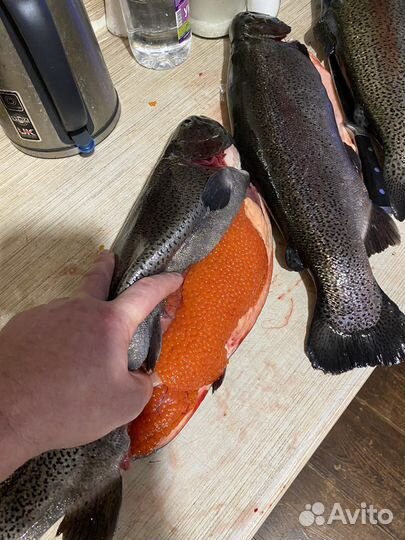 Форель непотрошёная на октябрь из Карелии