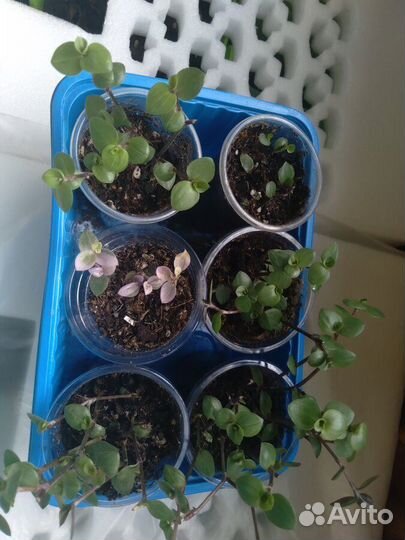 Продам рассаду