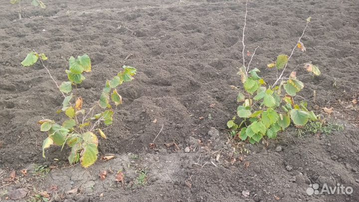 Саженцы орех трапезунд