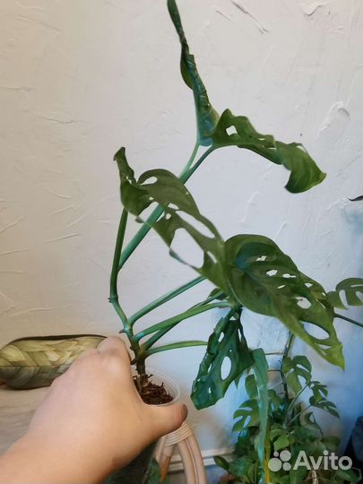 Монстера манки маск, минима лиана
